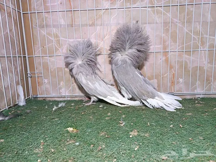 أجواز جاكوبيين لافندر 1