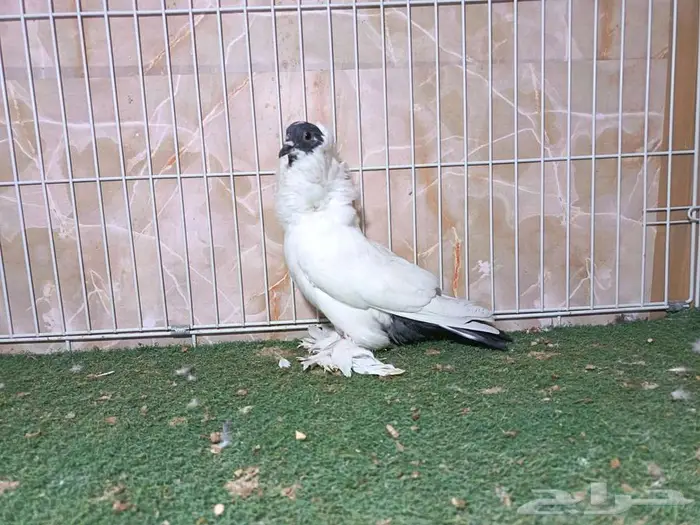 جوز مورهد بإنتاجه 3