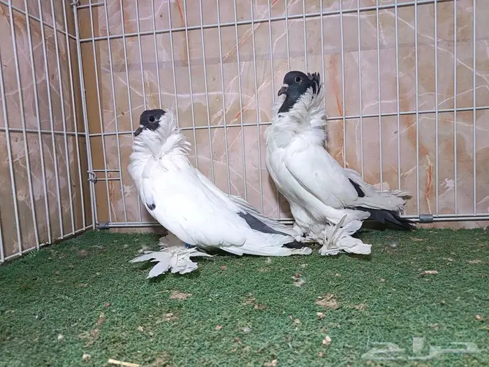 جوز مورهد بإنتاجه 1