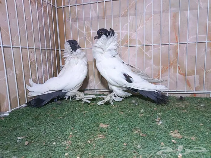 جوز مورهد بإنتاجه 0