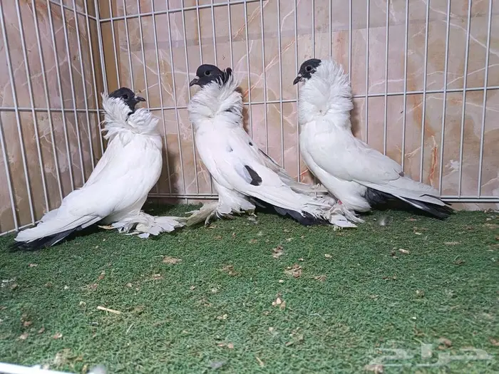 جوز مورهد بإنتاجه 5