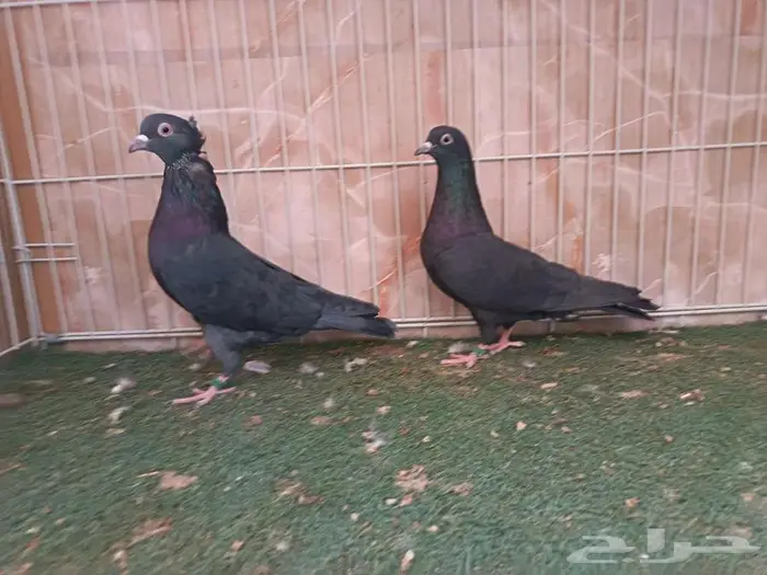 أربع أجواز قطايف نصايبه 3