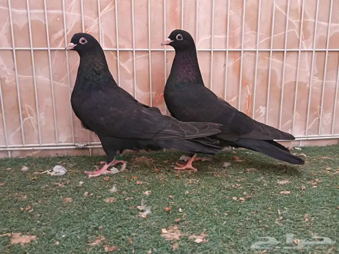 أربع أجواز قطايف نصايبه 4