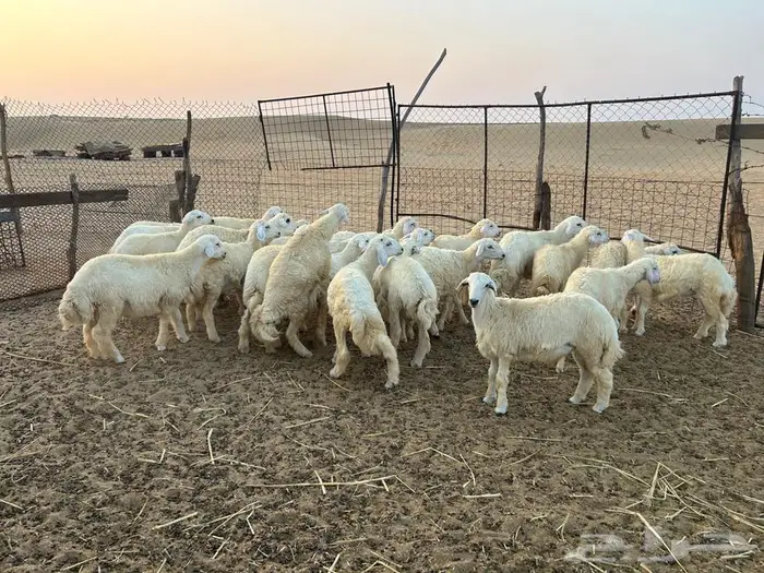 ذبايح مناسبه 0