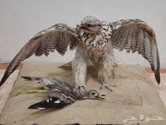 تحنيط. طيور ( للمفاهمة واتساب ) دجاج محنط في عش الأحساء 41