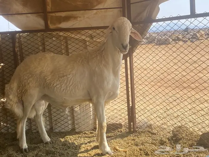 طلي حري صنف مشروط 0