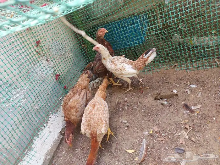 بط بلدي و دجاج فارسي و دجاج وبلدي 3