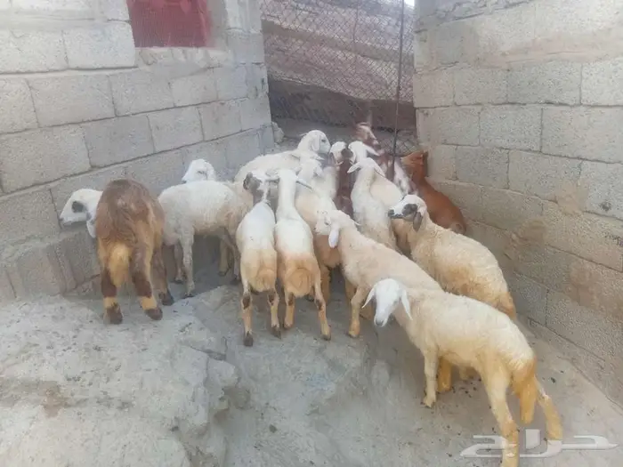 فران وبهم للبيع 0