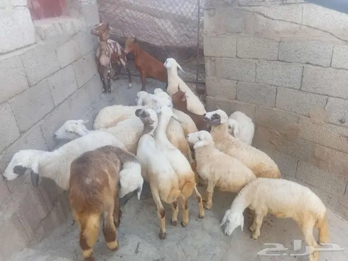 فران وبهم للبيع 1