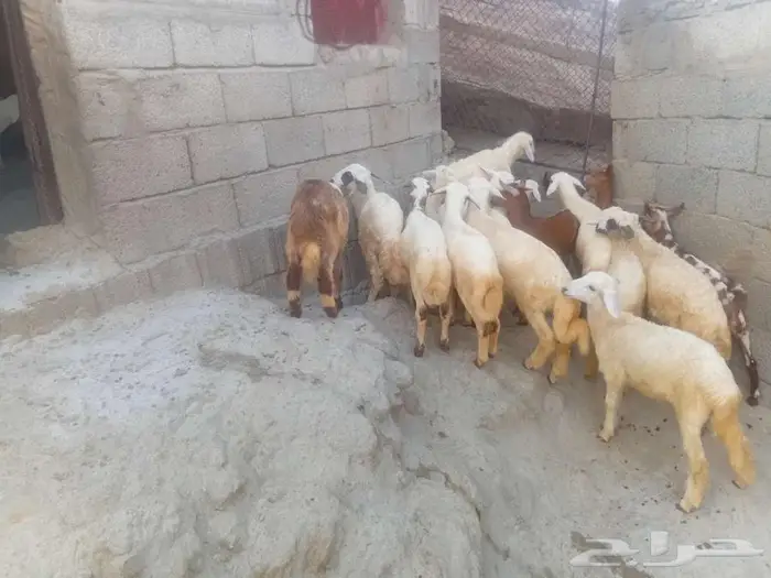 فران وبهم للبيع 2