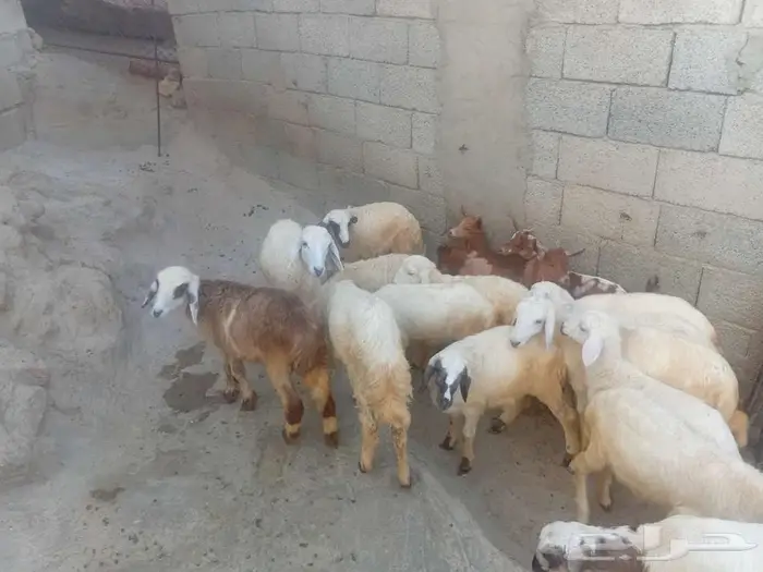 فران وبهم للبيع 3