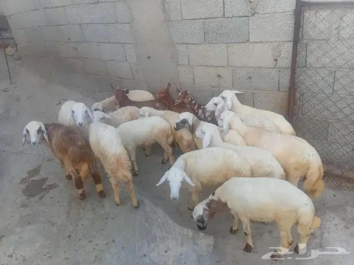 فران وبهم للبيع 4