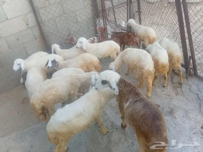 فران وبهم للبيع 5