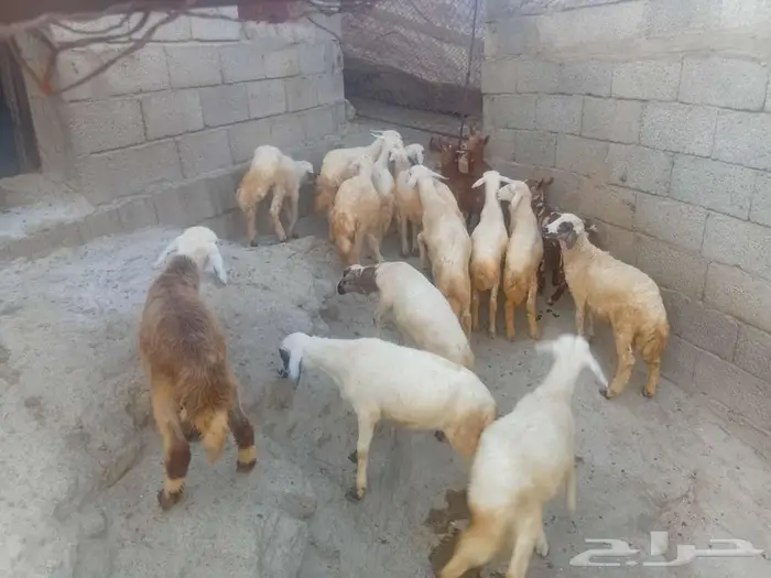 فران وبهم للبيع 6