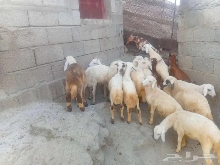 فران وبهم للبيع 7