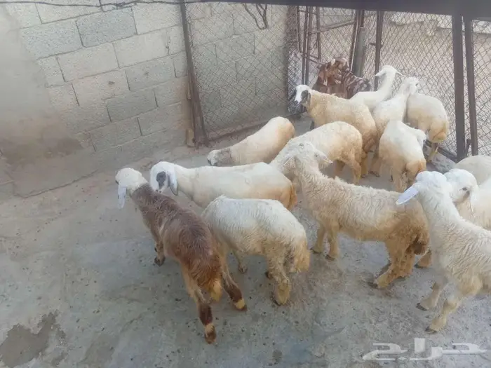 فران وبهم للبيع 8