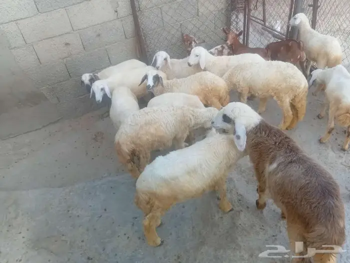 فران وبهم للبيع 11