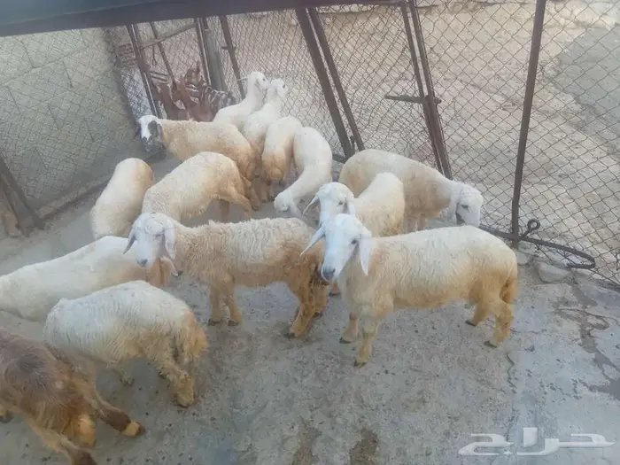 فران وبهم للبيع 9