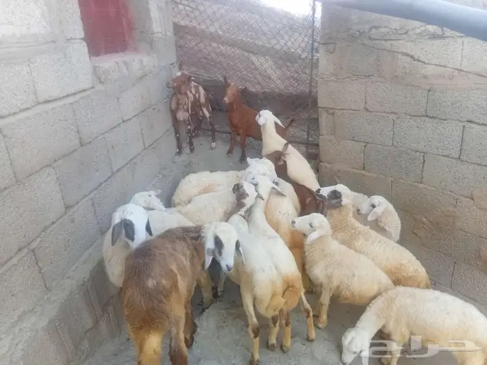 فران وبهم للبيع 10