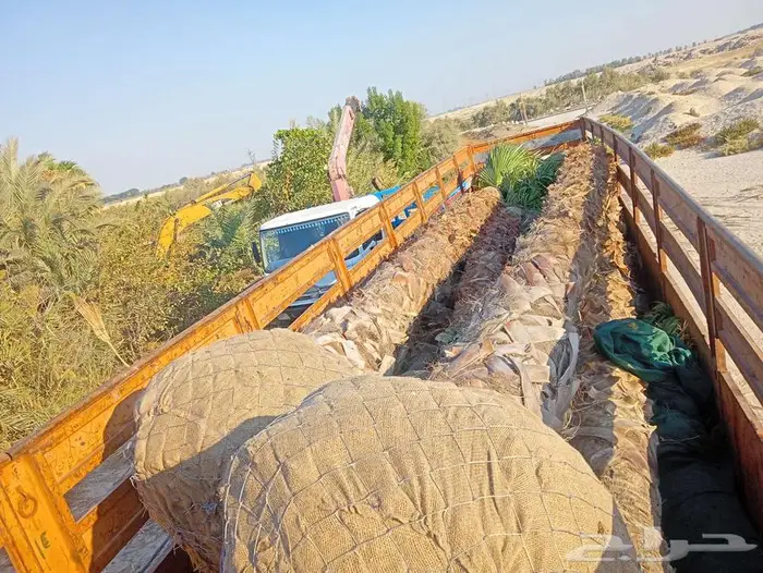 يوجد لدينا اشجار النخيل واشنطني جميع المقاسات 2