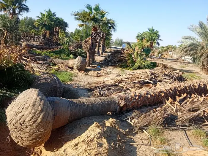 يوجد لدينا اشجار النخيل واشنطني جميع المقاسات 1