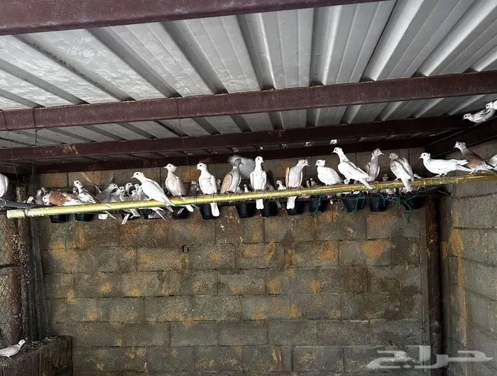 للبيع يمام يا كريم منوع 1