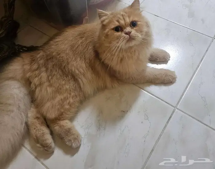 قطة للتبني العمر 9 شهور 4