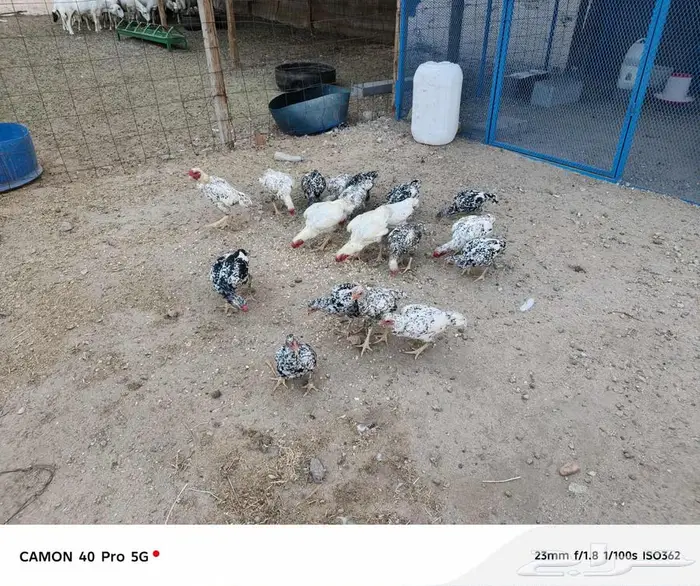 صيصان دجاج كوشامو الماني 7