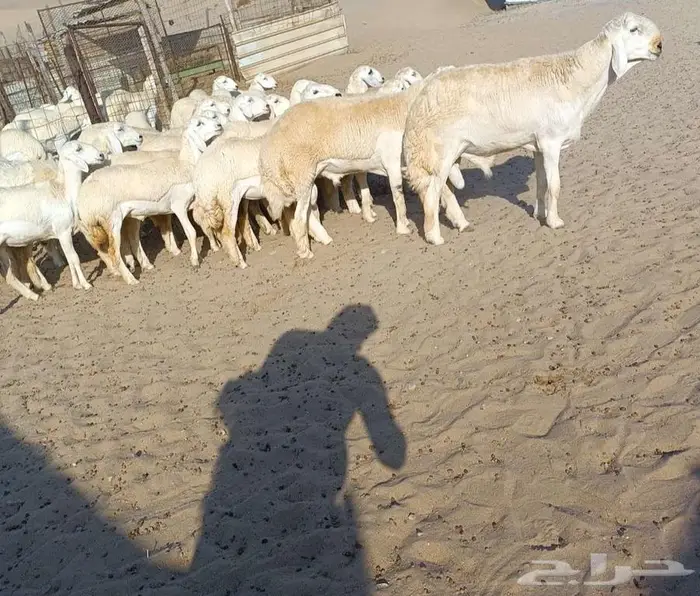 ( تم البيع) 30 رخال صنف حريه مع فحولها في أملج 2