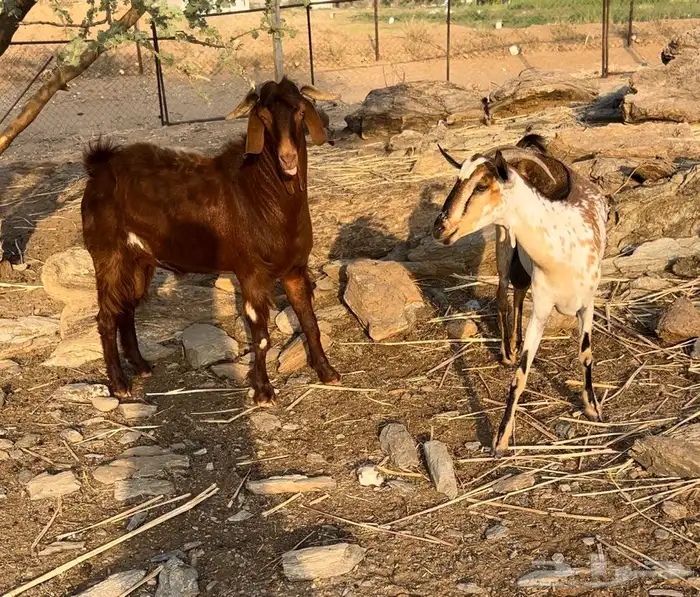 فحل ادهم مطور 2