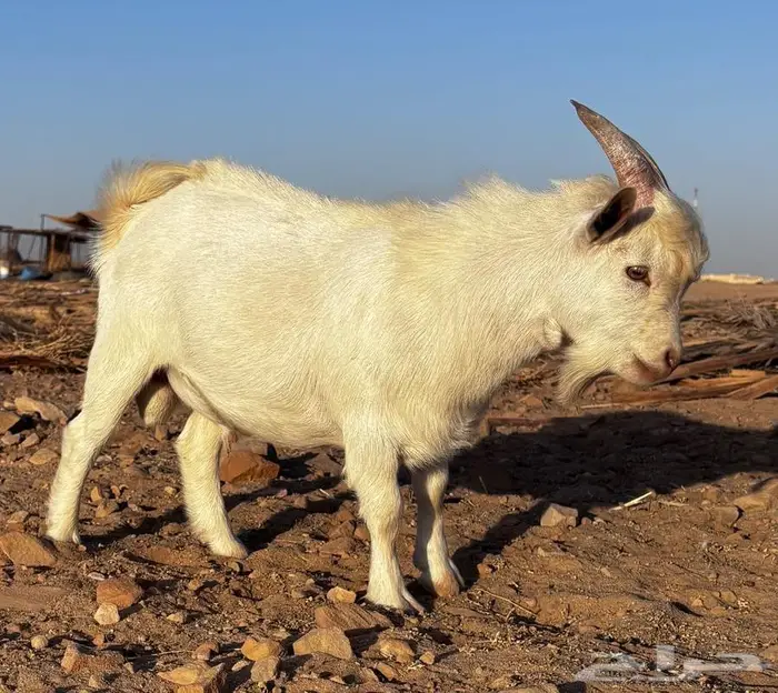 ماعز قزم ذكر العمر ثمان اشهر وأيام 0