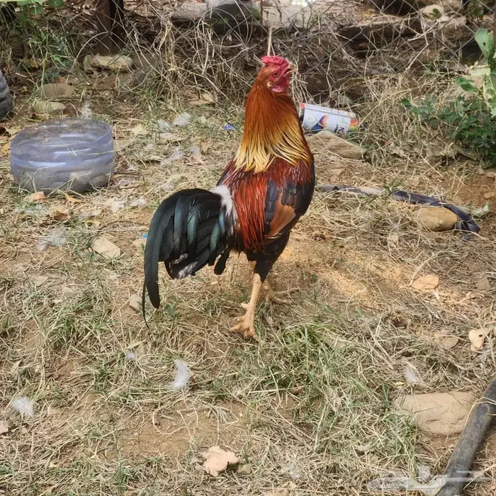 للبيع على السوم 1