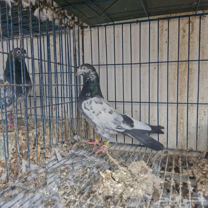 حمام باكستاني توووب 4