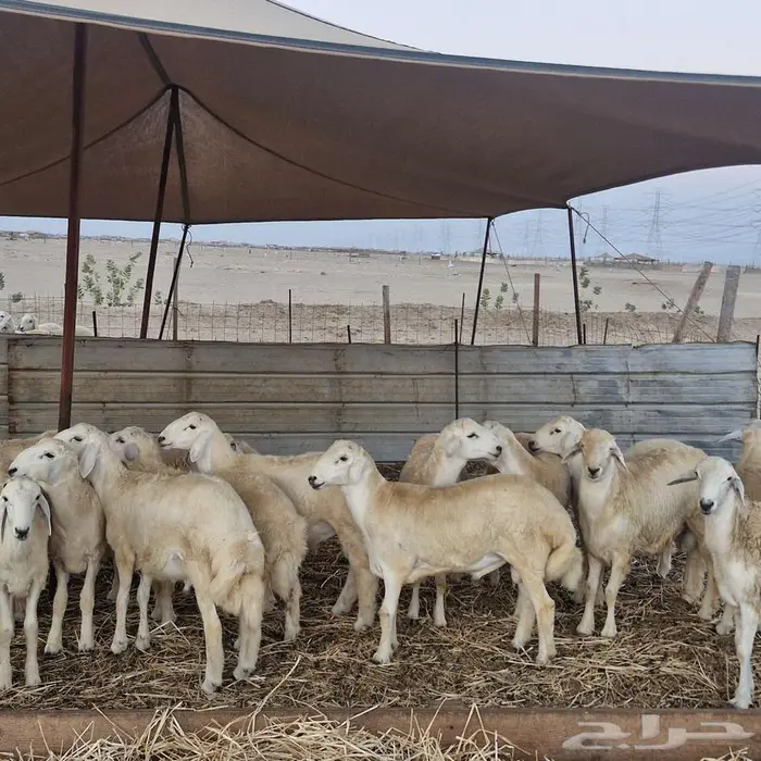 طليان للمناسبات 0