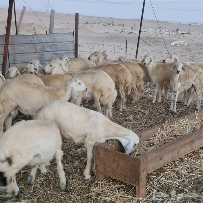 طليان للمناسبات 3