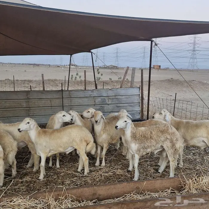 طليان للمناسبات 1