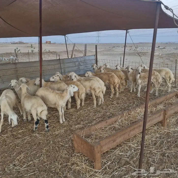 طليان للمناسبات 2