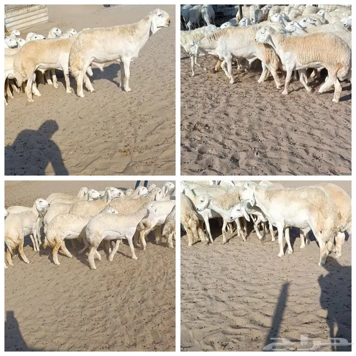 ( تم البيع) 30 رخال صنف حريه مع فحولها في أملج 0