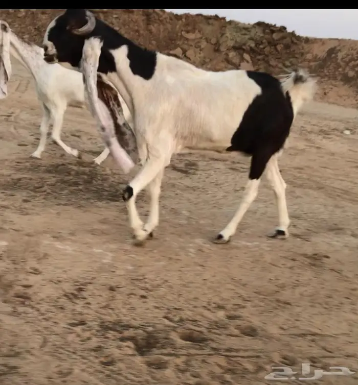 للبيع معزا طيبه العدد 3 0