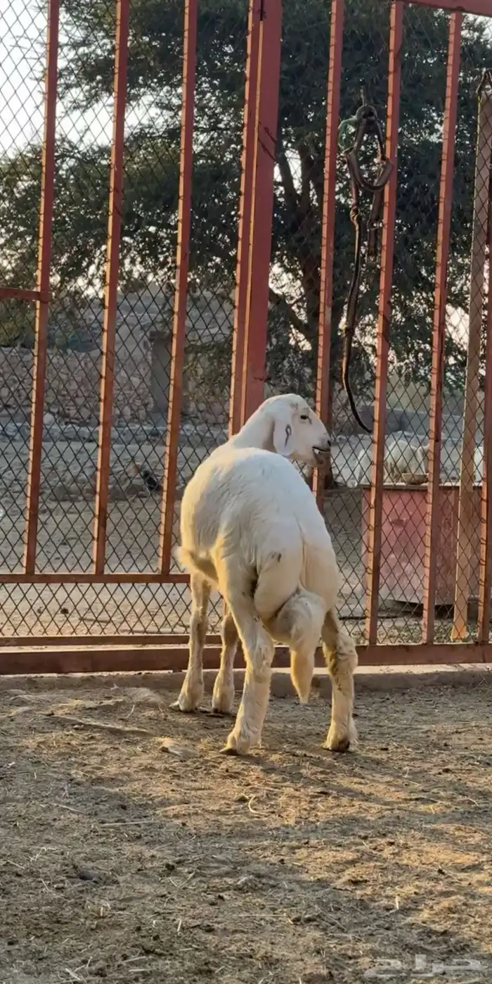 خروفين مشاريع فحول 4