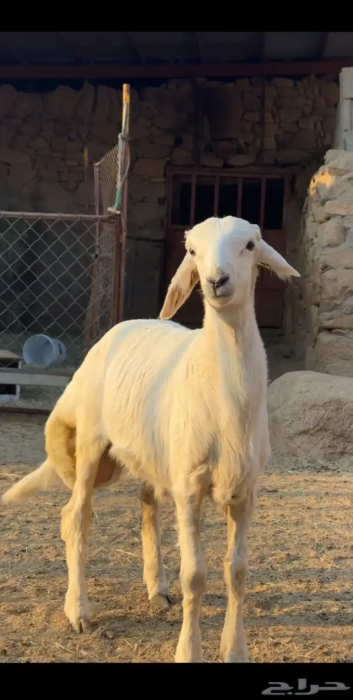 خروفين مشاريع فحول 3