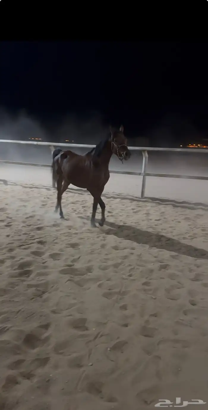 فرس واهو دماء مكس جمال ستايل أمريكي 0