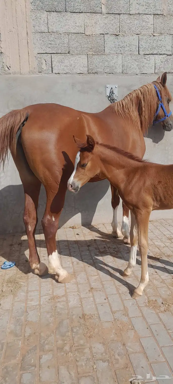 فرس واهو 2006 تحتها مهره عمرها شهر الفرس شوفها ضعيف 0