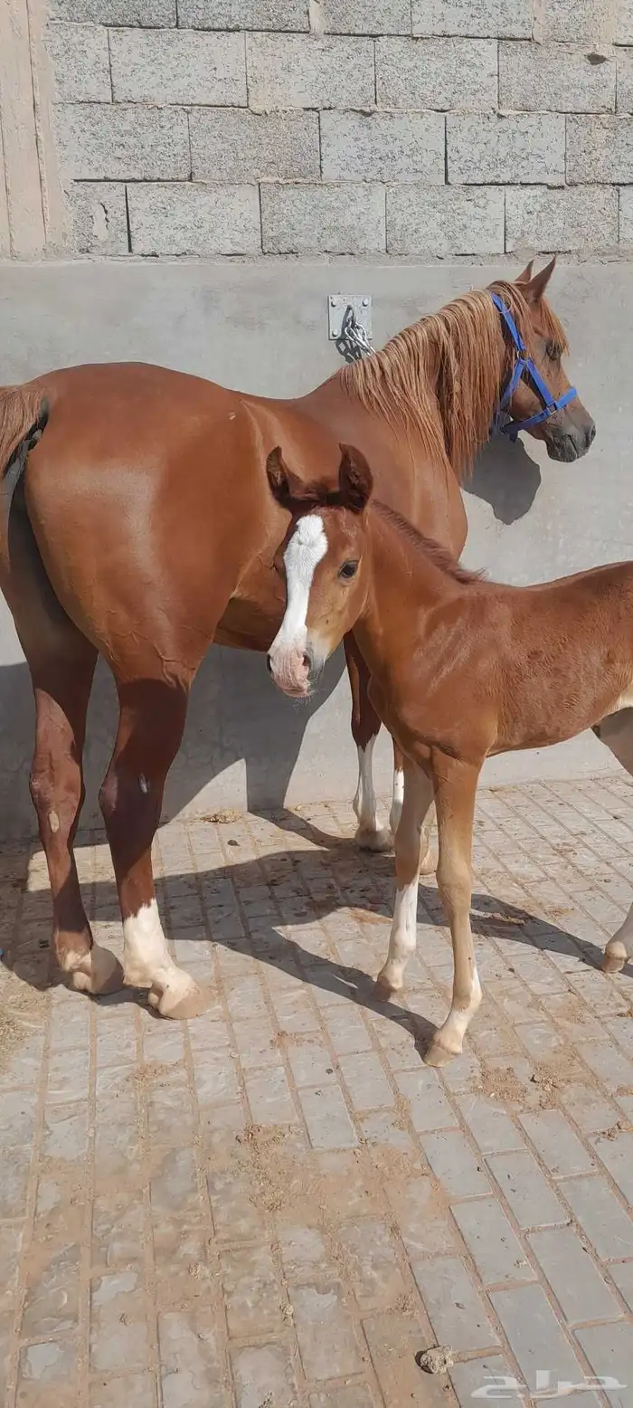 فرس واهو 2006 تحتها مهره عمرها شهر الفرس شوفها ضعيف 2