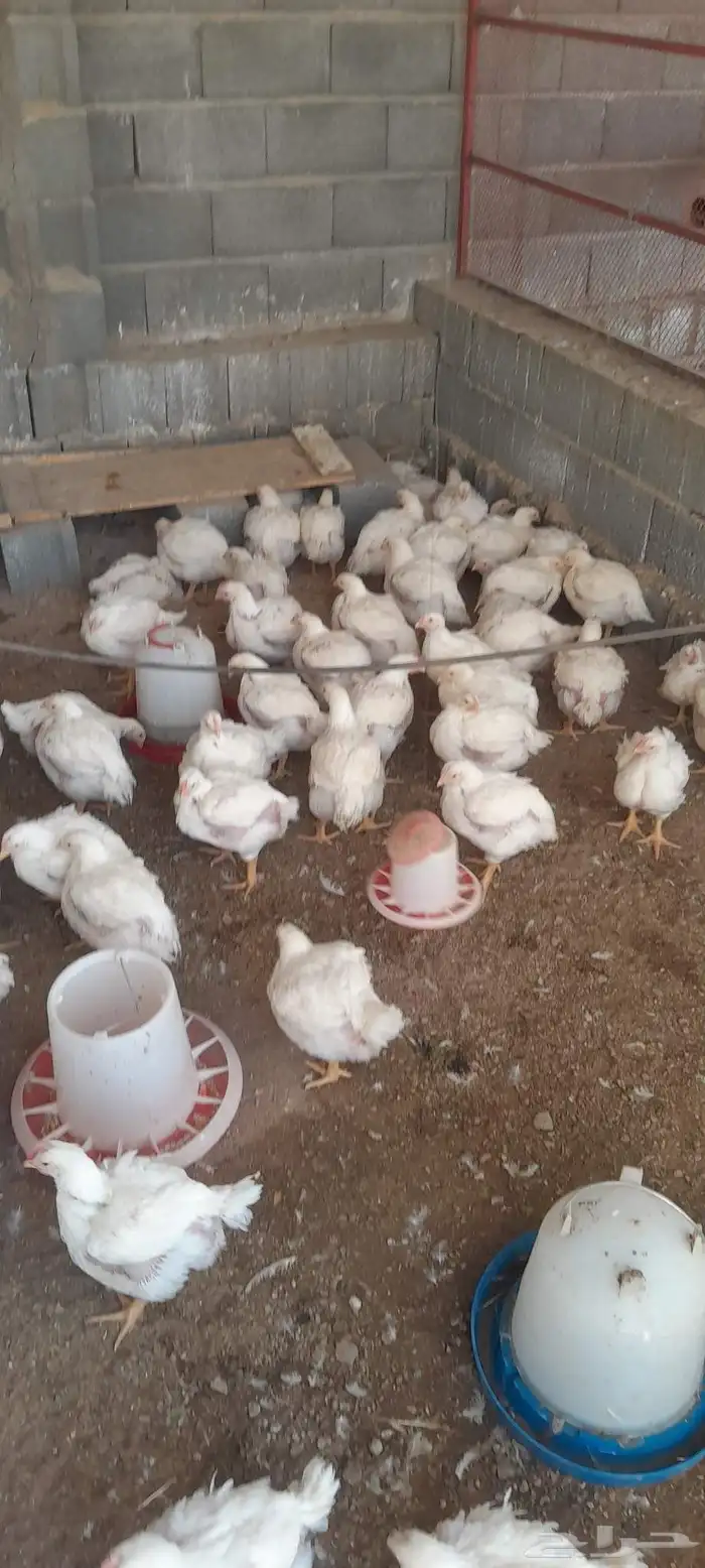 متوفر دجاج لاحم ذبح طازج 0