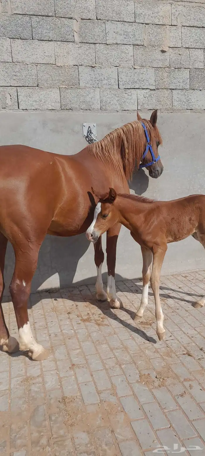 فرس واهو 2006 تحتها مهره عمرها شهر الفرس شوفها ضعيف 1