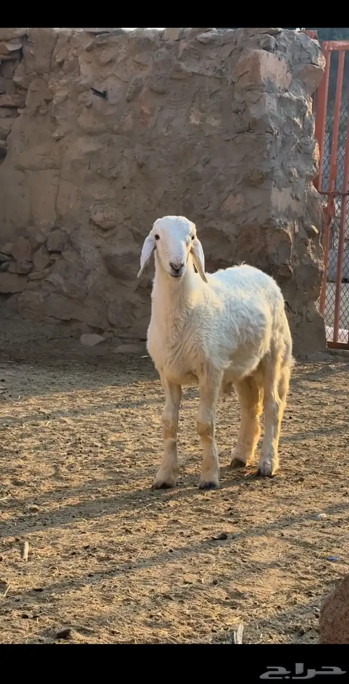 خروفين مشاريع فحول 1