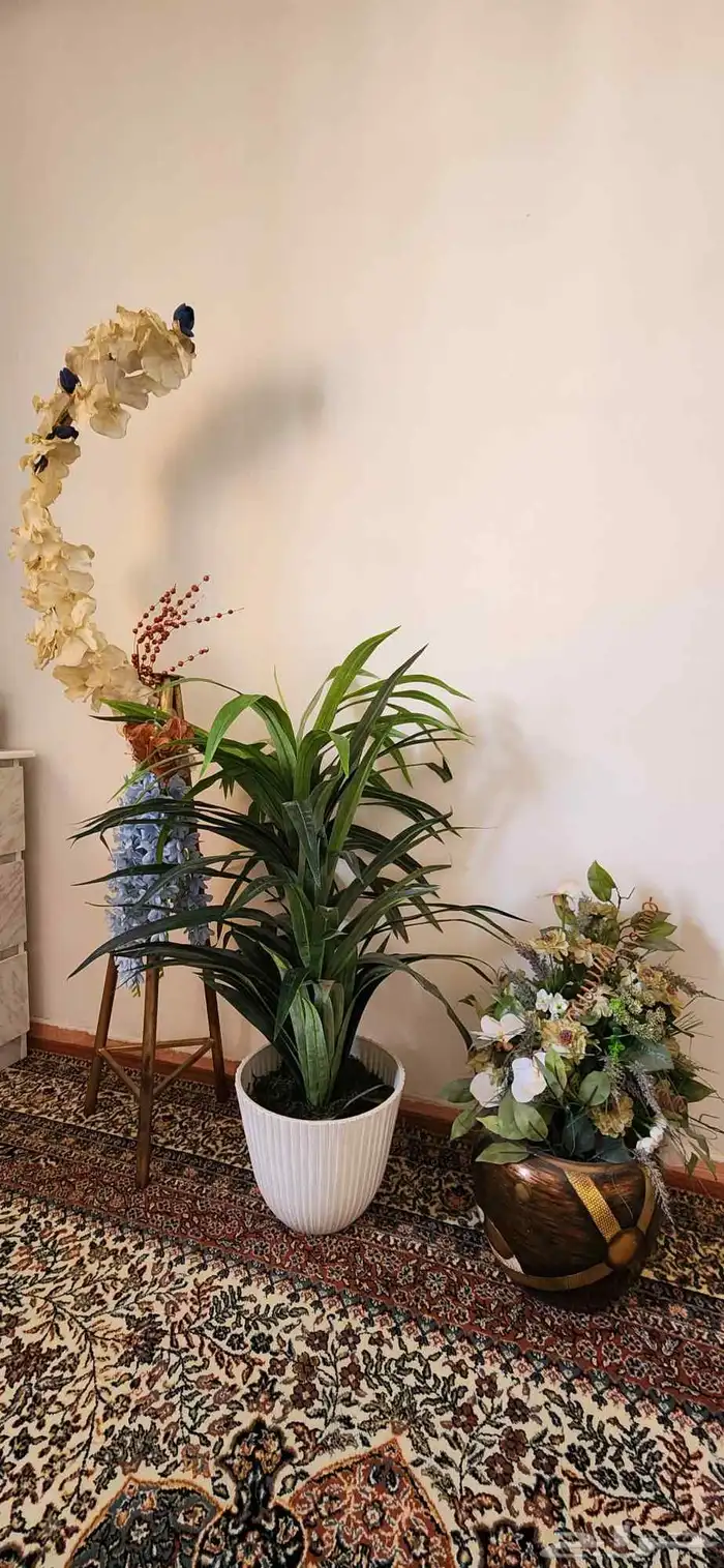 ادوات منزلية 2 كنب 3 اشجار كلها 1 صندوق مكتب بمفتاحه 11