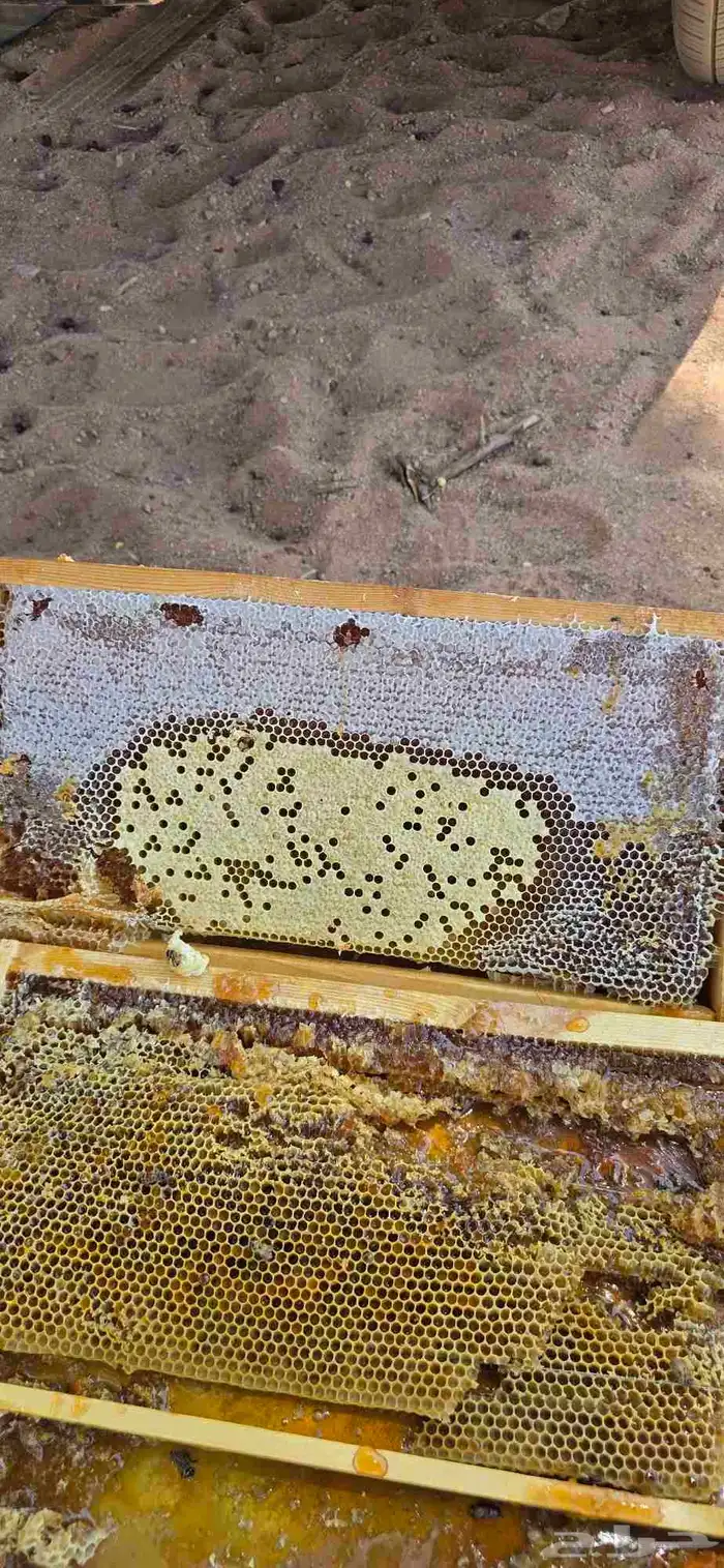 عسل   طلح حائل 1