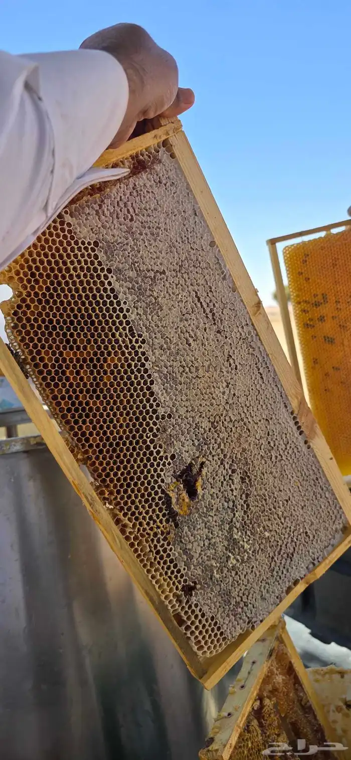 عسل   طلح حائل 0